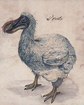 raphus_cucullatus_dronte_17_century