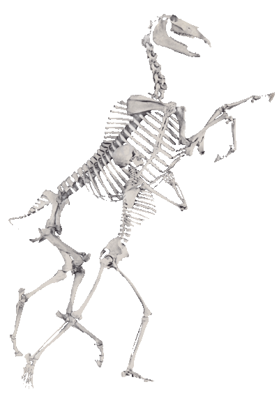 Squelettes d'Homme et de Cheval