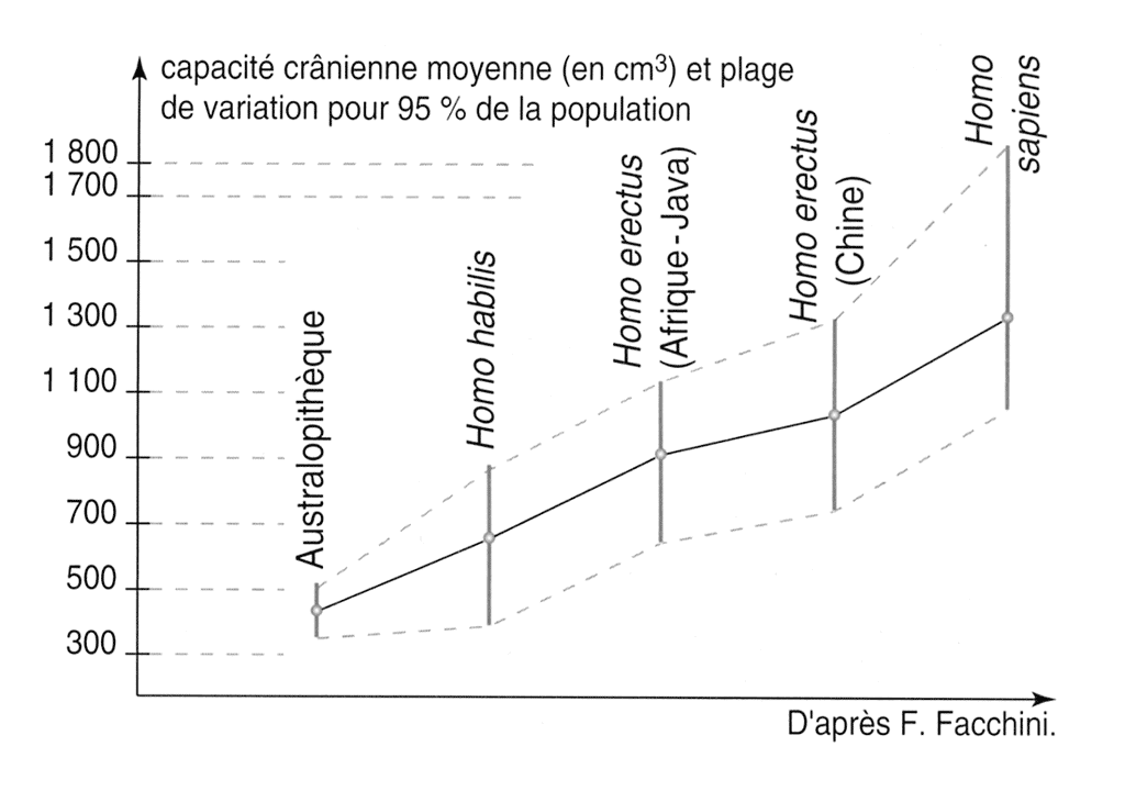 Capacités craniennes, Tavernier