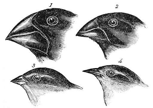 Charles Darwin, The Voyage of the Beagle, 1845: pl 81