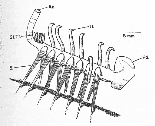 hallucigenia_morris_1977