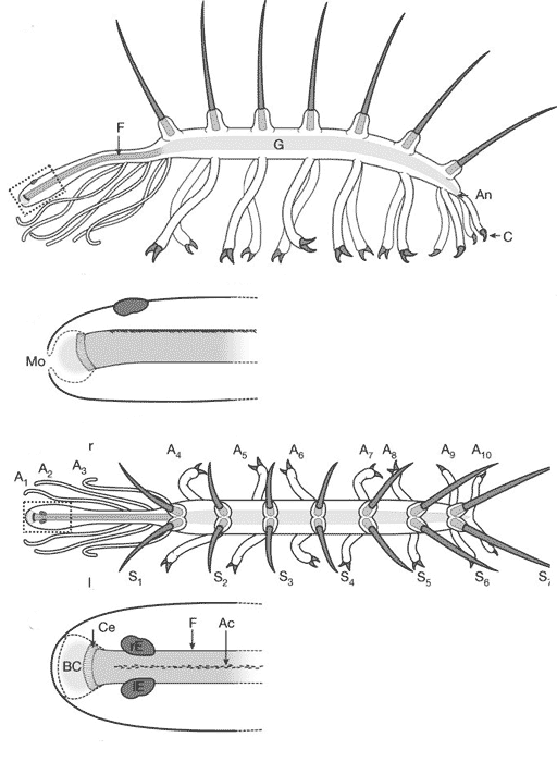 biston_betularia_carbonaria