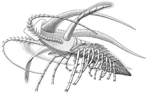 marrella_splendens_reconstruction_garcía_bellido