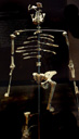 Reconstition du squelette de Lucy, Muséum de Mexico