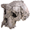 crâne de Toumaï