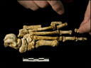 Le pied d'Homo floresiensis