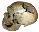 Crâne d'Homo neanderthalensis, La Chapelle aux saints
