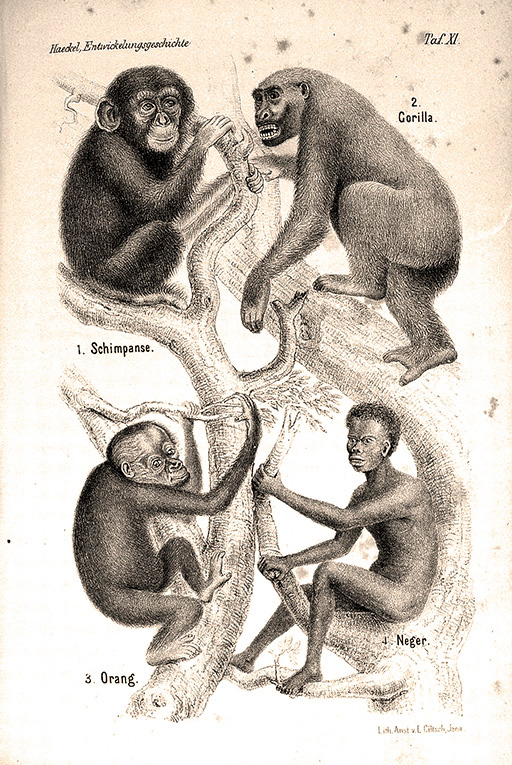 L'origine des diverses espèces d'Hommes à partir de la Lémurie