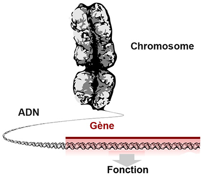 chromosome_dna_gene_annotated