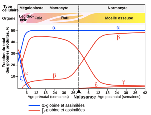 human_globines_and_age